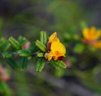 Imagem de Pultenaea scabra R. Br.