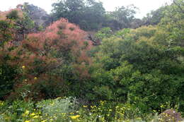 Image of European smoketree