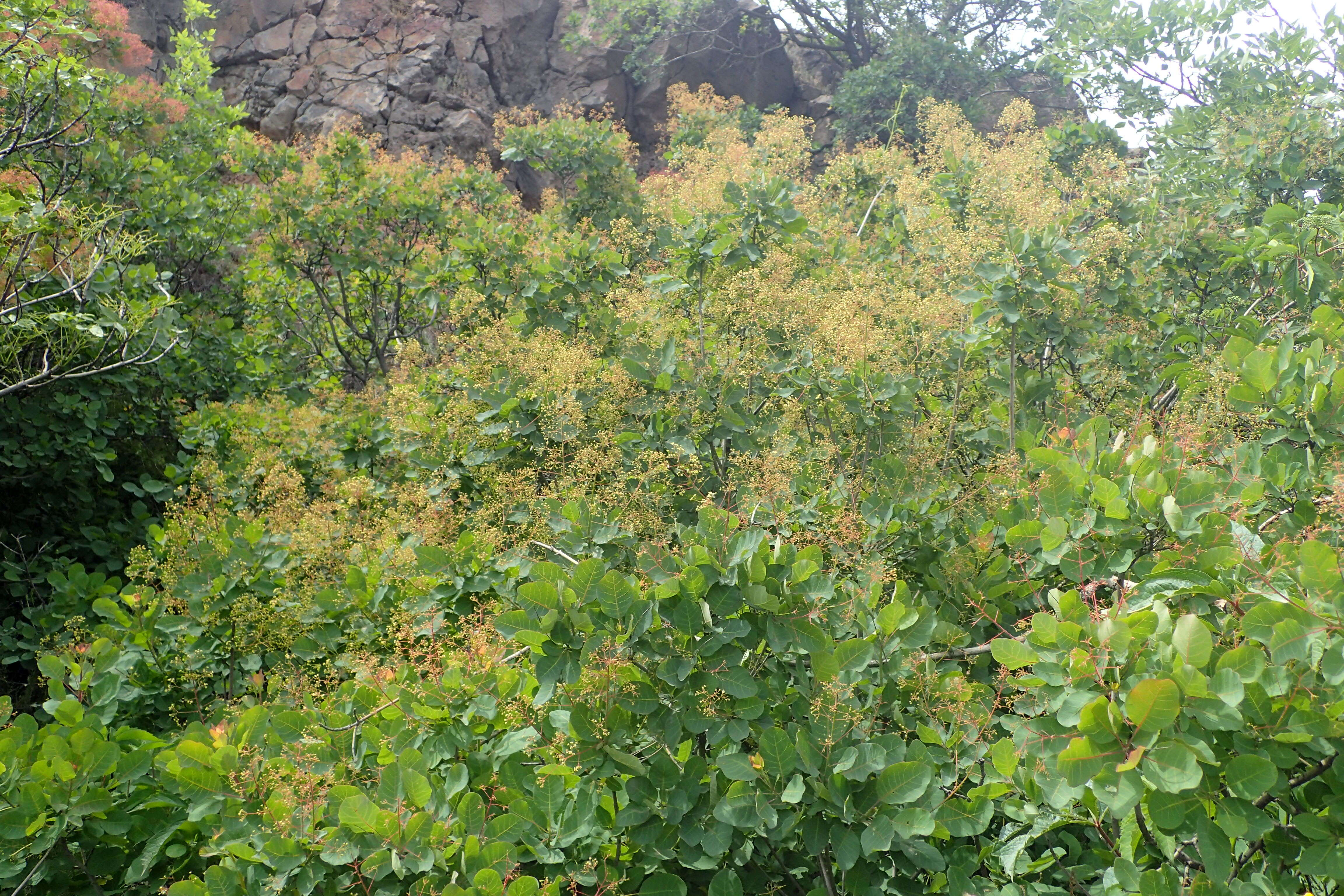 Image of European smoketree