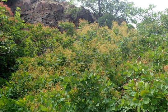 Image of European smoketree