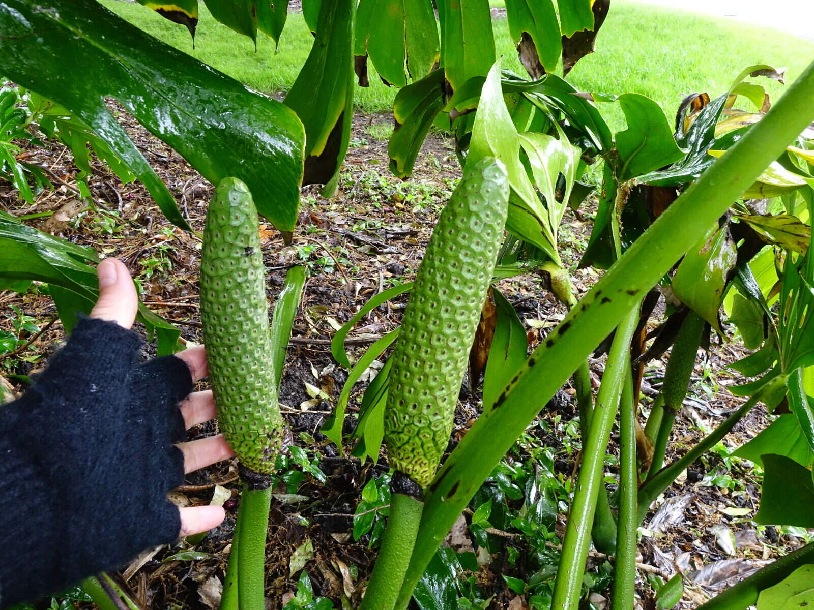 Image of Monstera deliciosa Liebm.