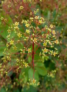 Image of European smoketree