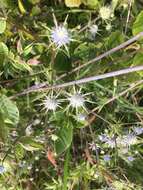 Image de Eryngium integrifolium Walt.