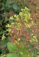 Image of European smoketree