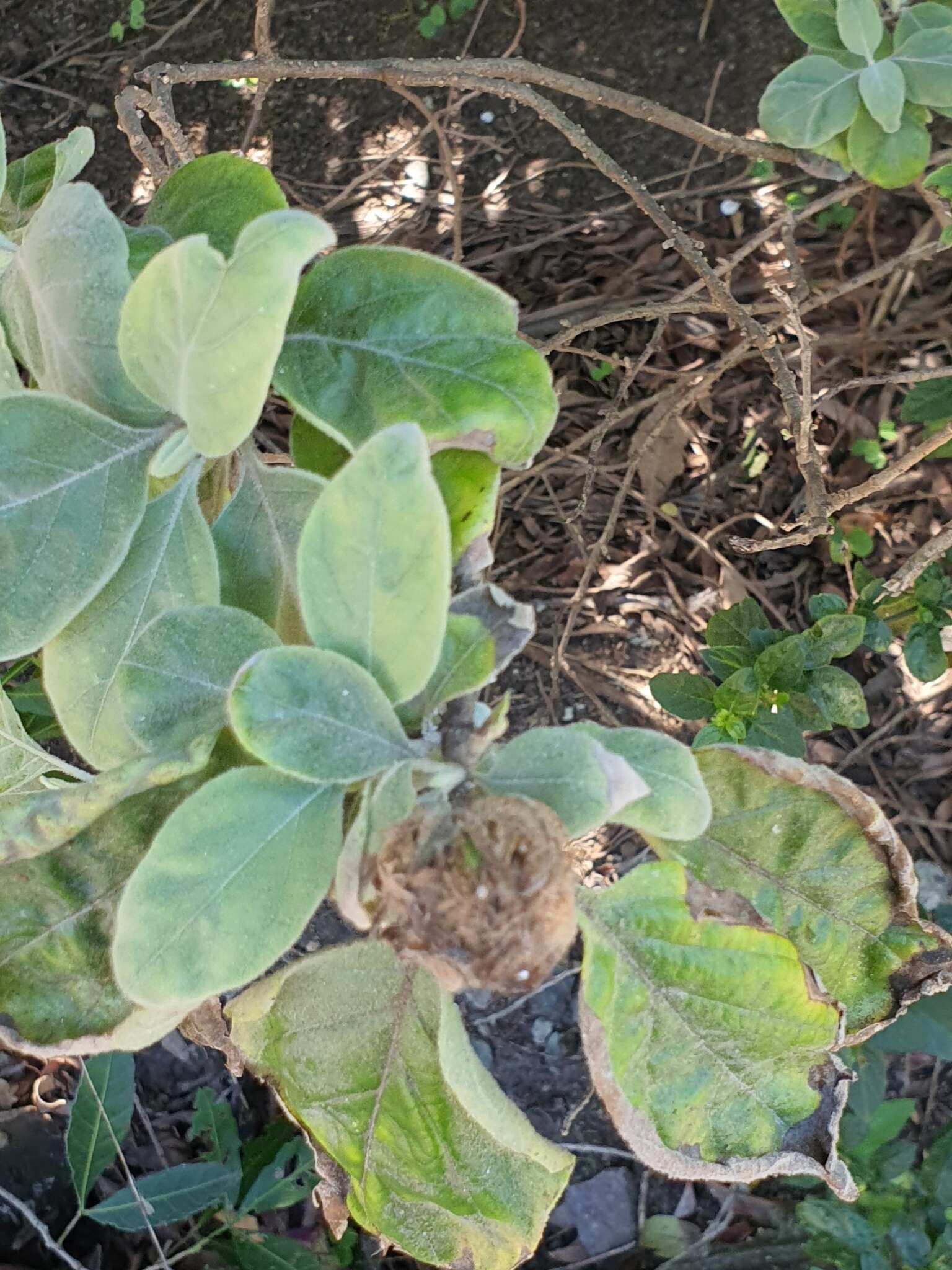 Image of Barleria albostellata C. B. Cl.