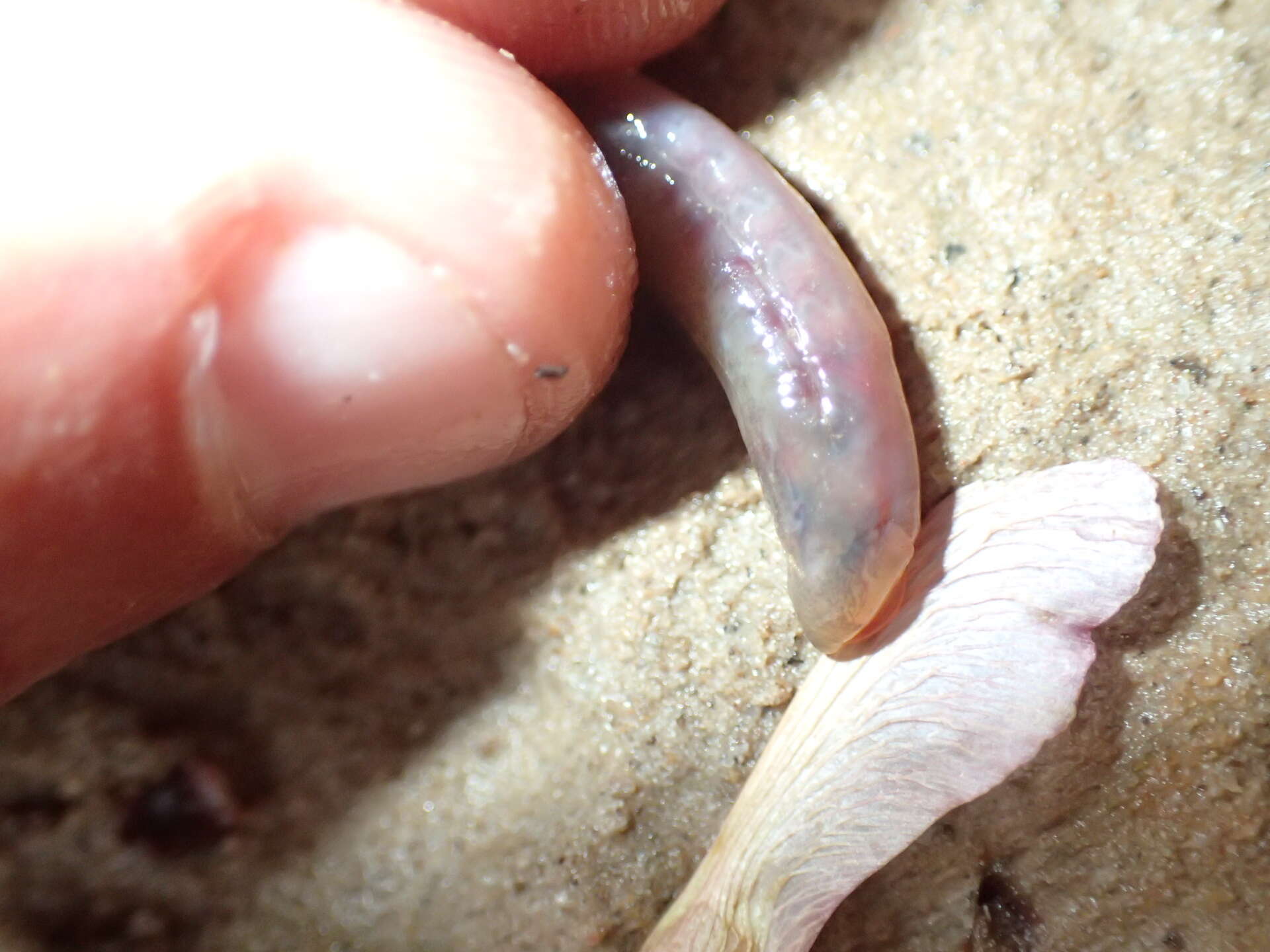 Image of Least Brook Lamprey