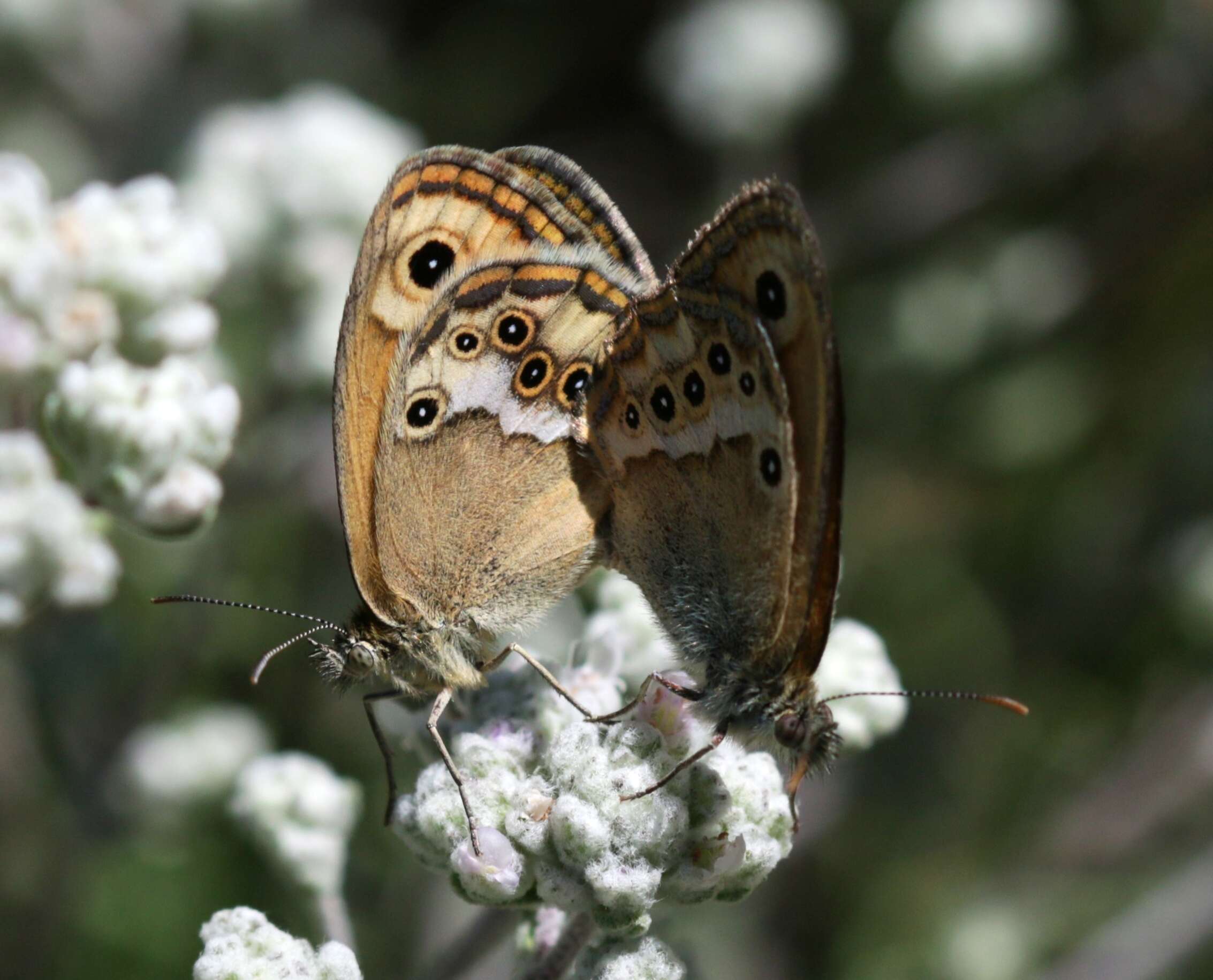 Image of Coenonympha dorus Esper 1782