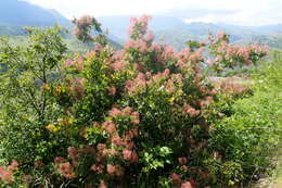 Image of European smoketree