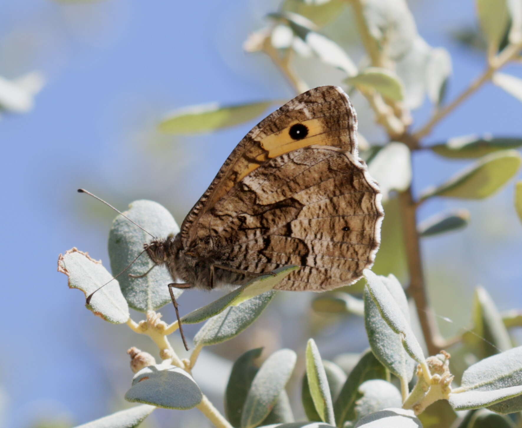 Image of Grayling