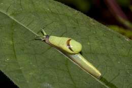 Image of Ibycus rachelae Schilthuizen & Liew 2008