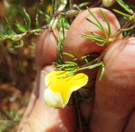 Image of Aspalathus bracteata Thunb.