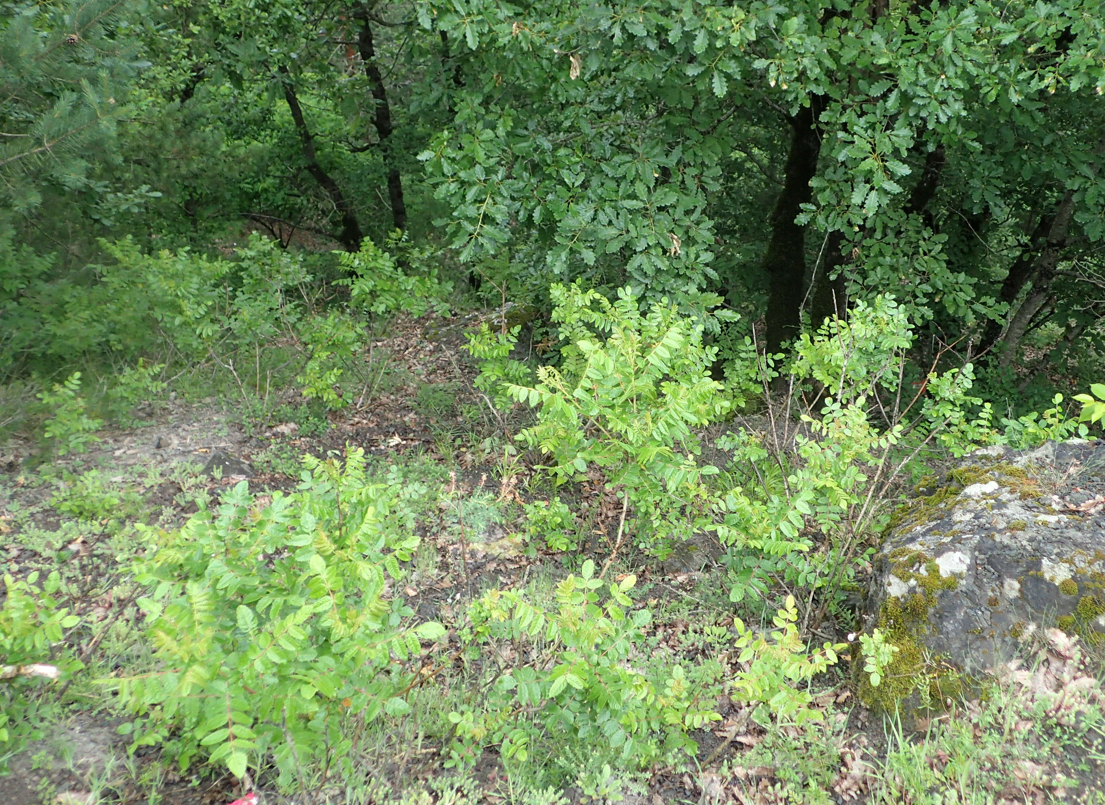 Image of Sicilian sumac