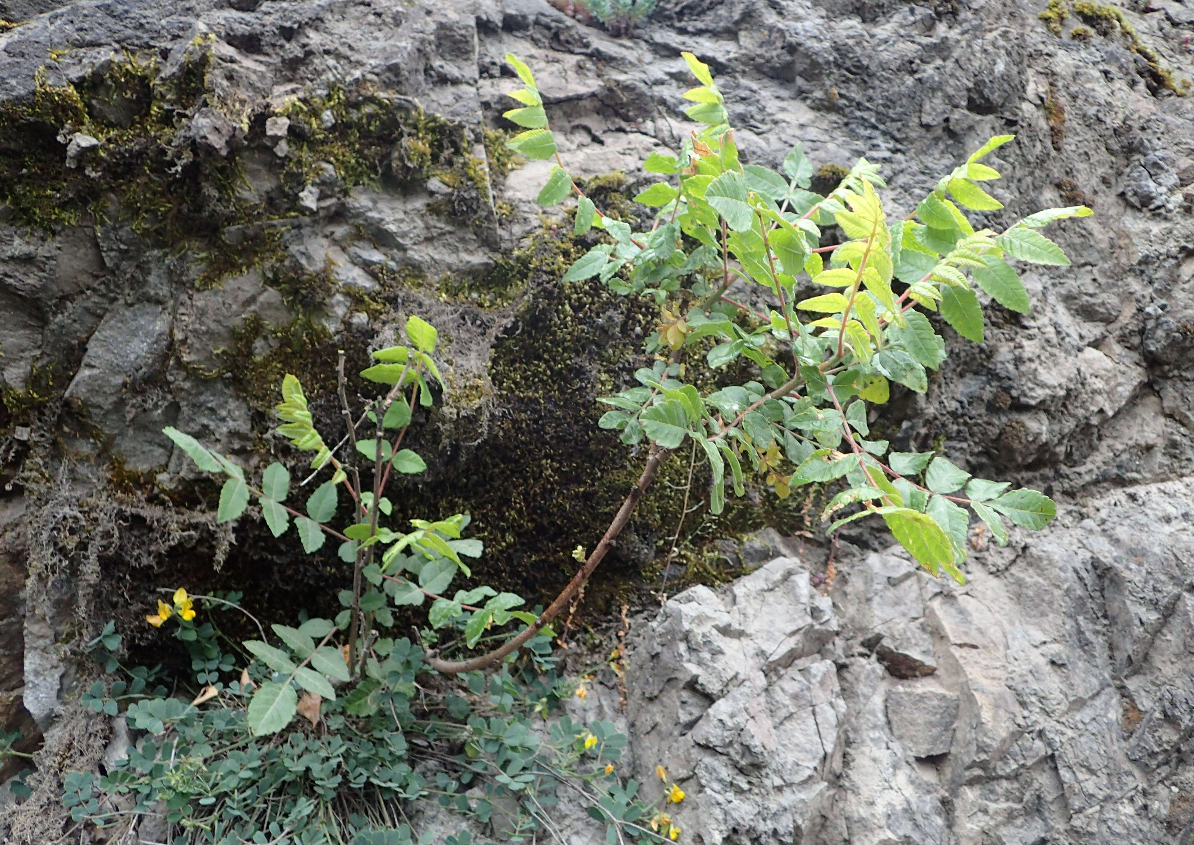 Image of Sicilian sumac