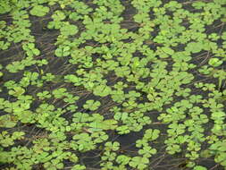 Image of Big-Foot Water-Clover