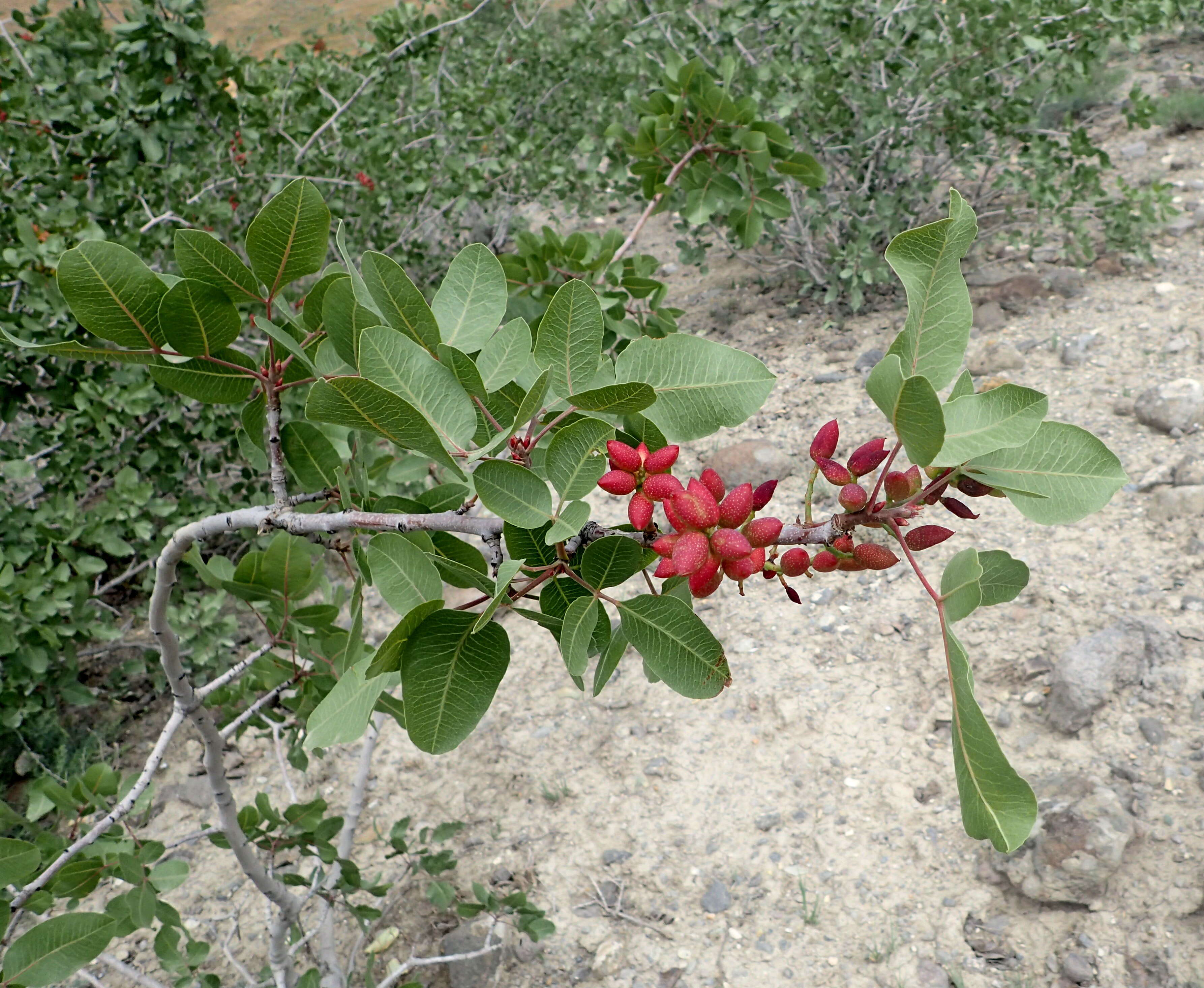 Image of pistachio nut