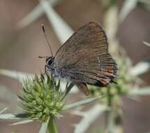 Image of Satyrium esculi