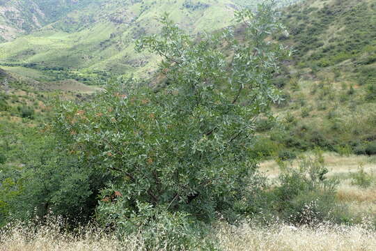 Image of Mt. Atlas mastic tree