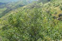 Image of Mt. Atlas mastic tree