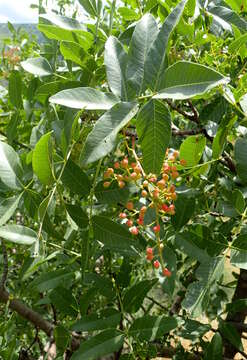 Image of Mt. Atlas mastic tree