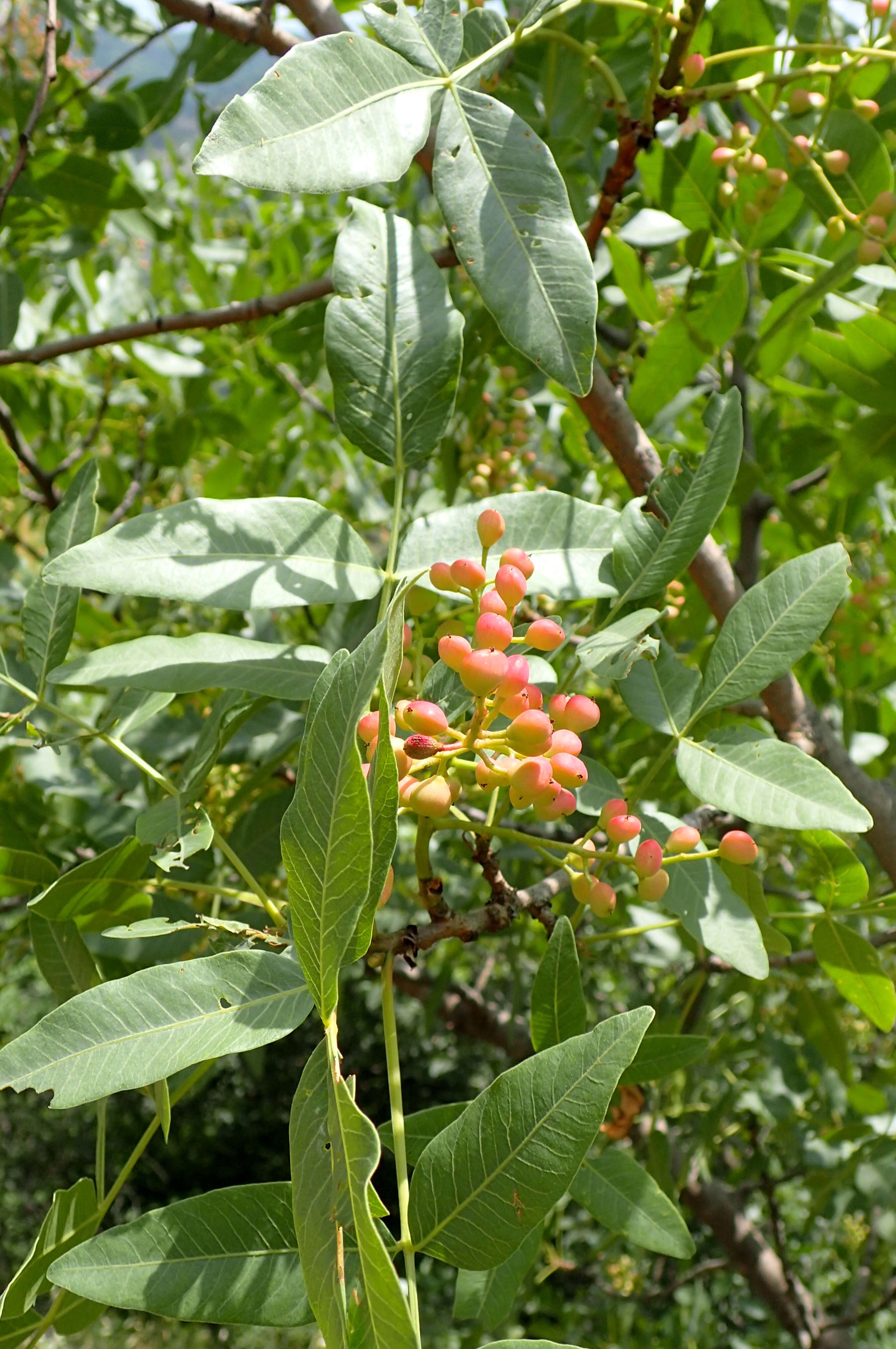 Image of Mt. Atlas mastic tree