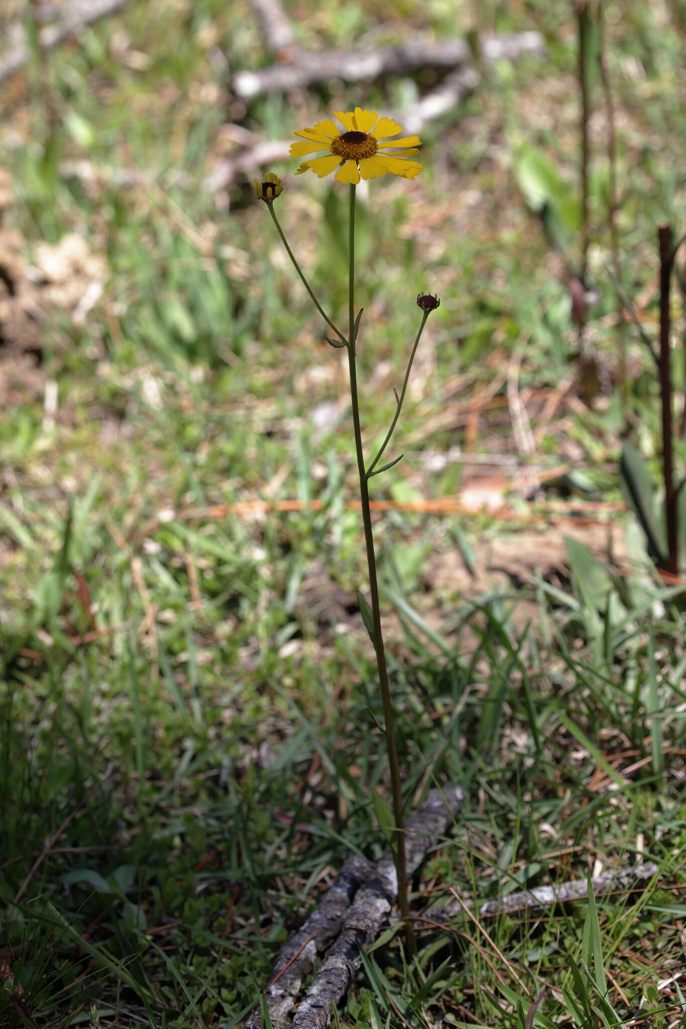 Image of Short-Leaf Sneezeweed