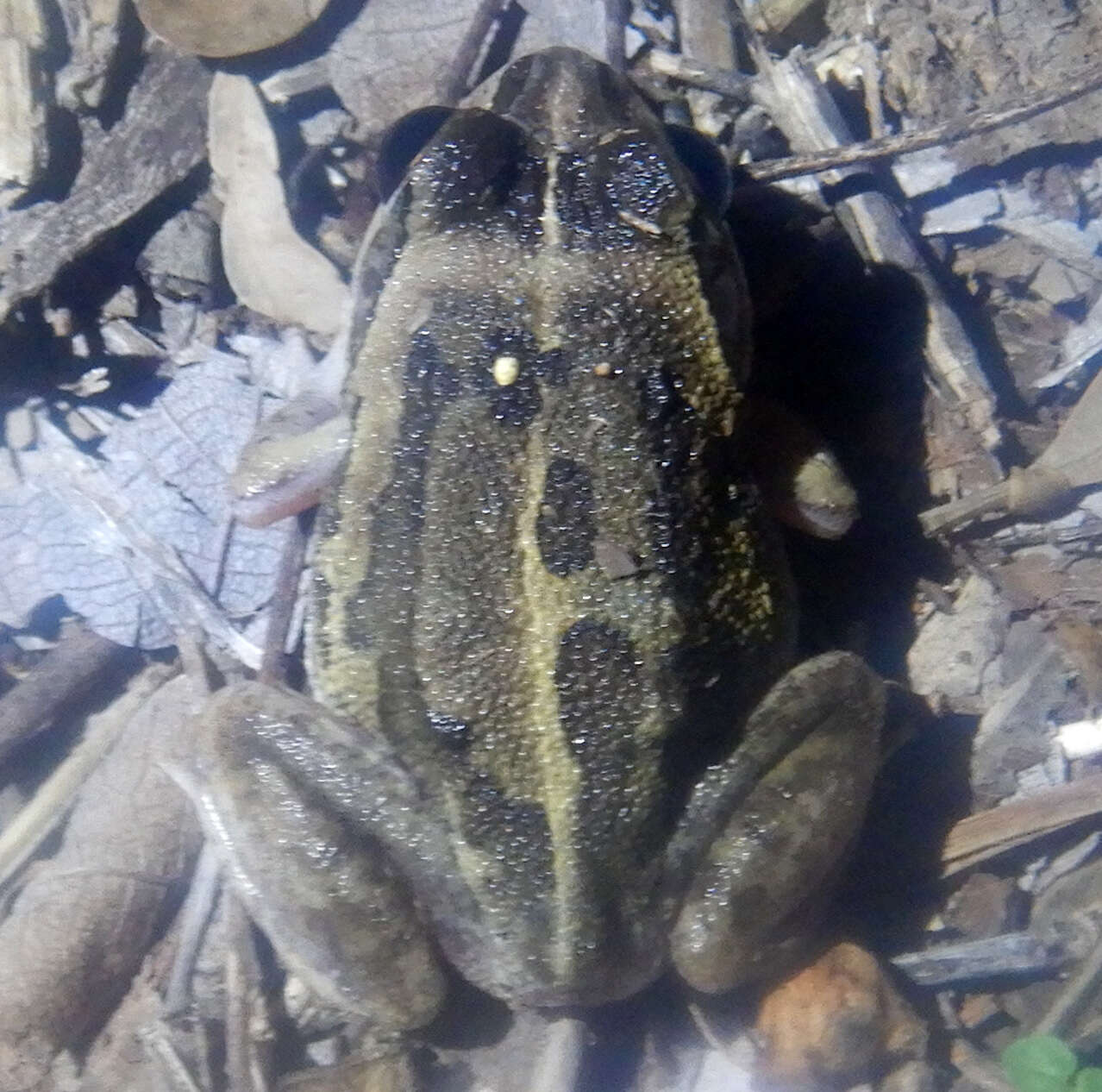 Image of Long-footed Frog