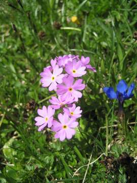 Plancia ëd Primula farinosa L.