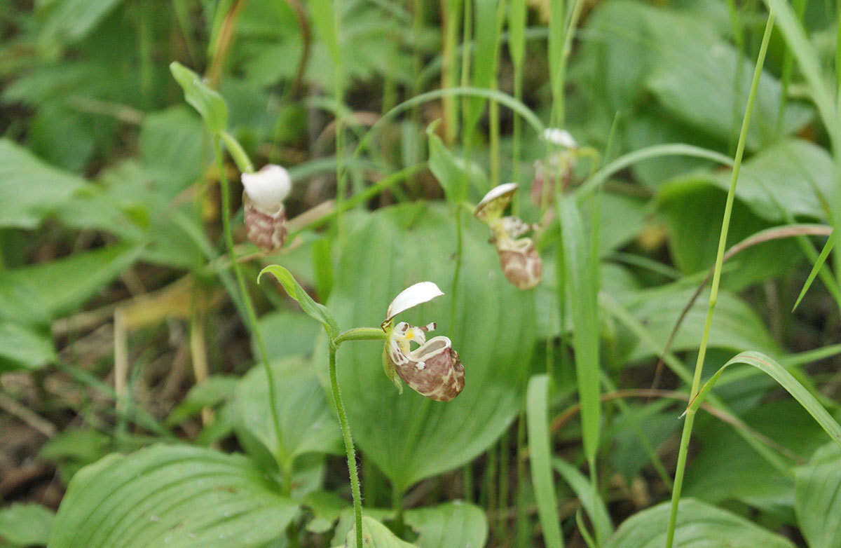 Image of Spotted lady slipper