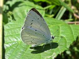 Image of holly blue