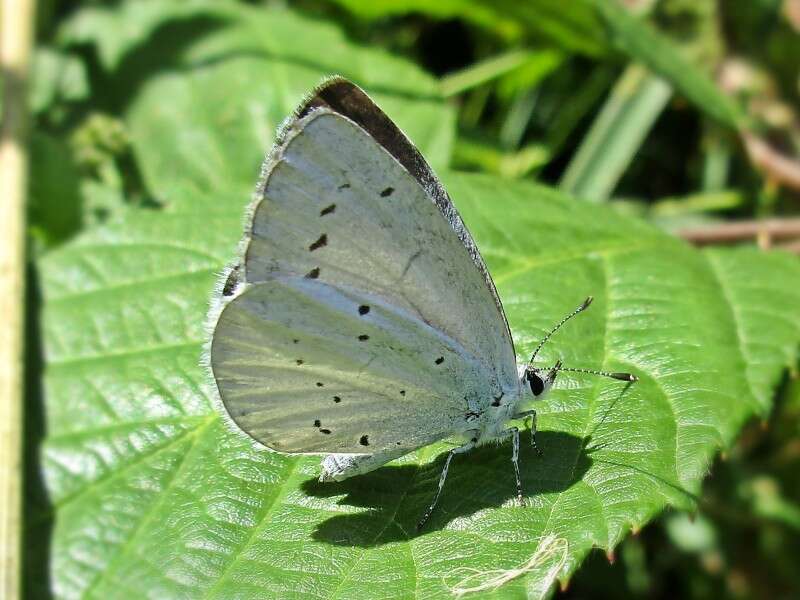 Image of holly blue