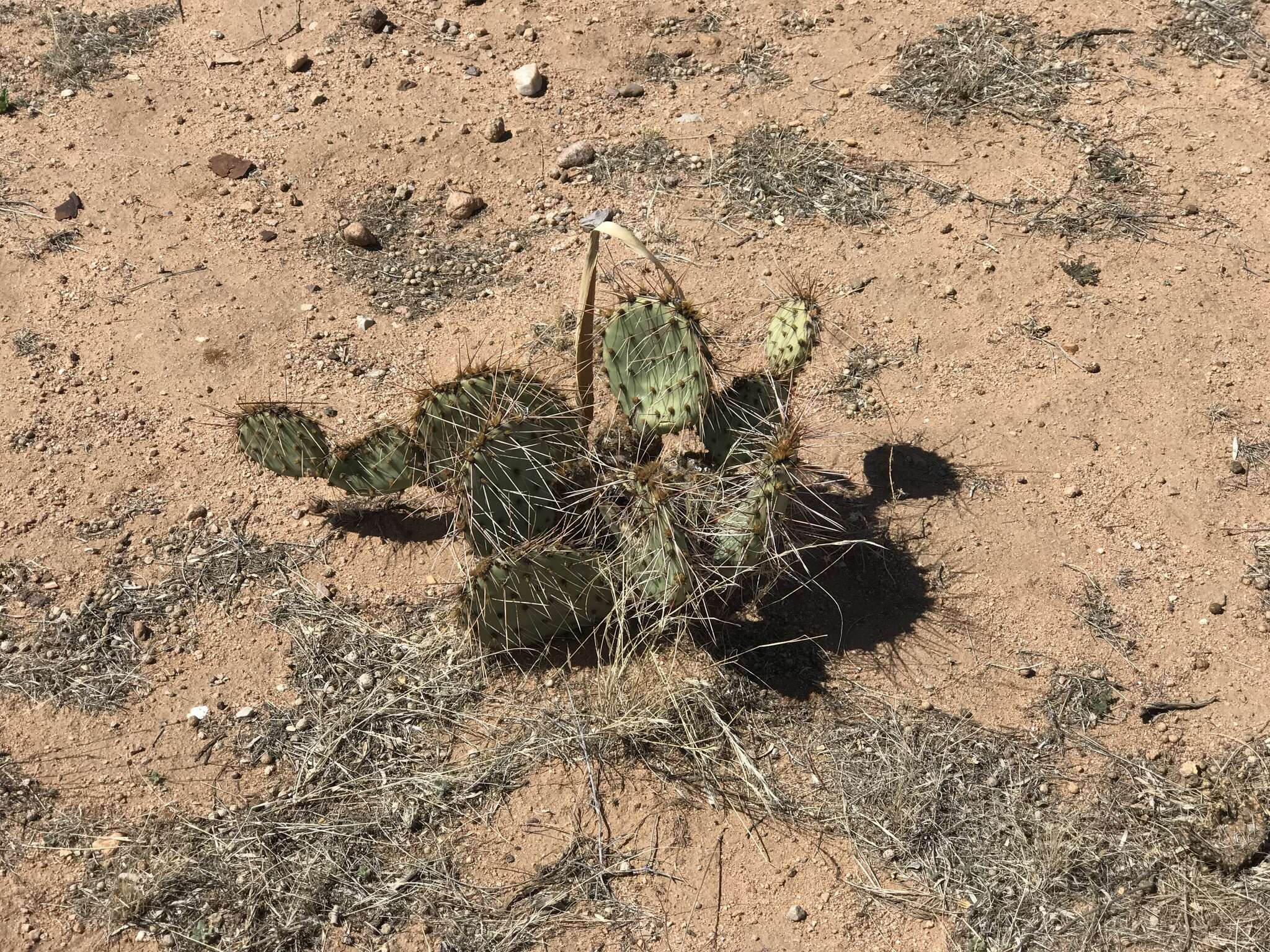 Image of grassland pricklypear