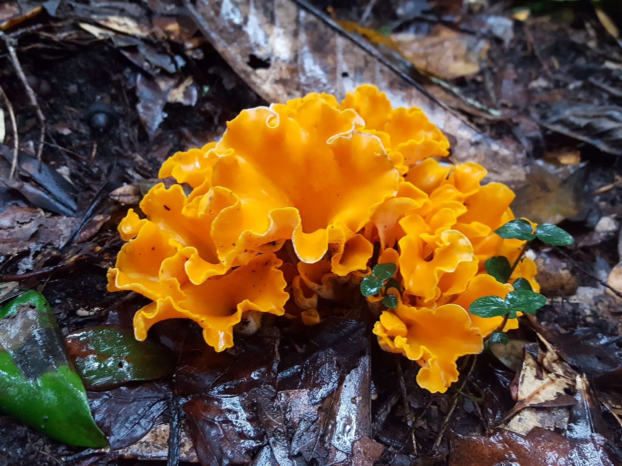 Image of Cantharellus odoratus (Schwein.) Fr. 1828