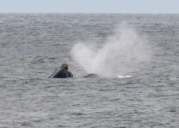 Image of Black Right Whale