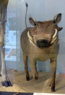 Image of Desert Warthog