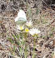 Image of Falcate Orangetip