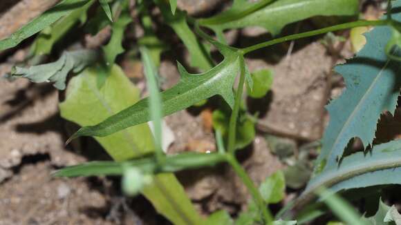 Image of Stebbins' desertdandelion