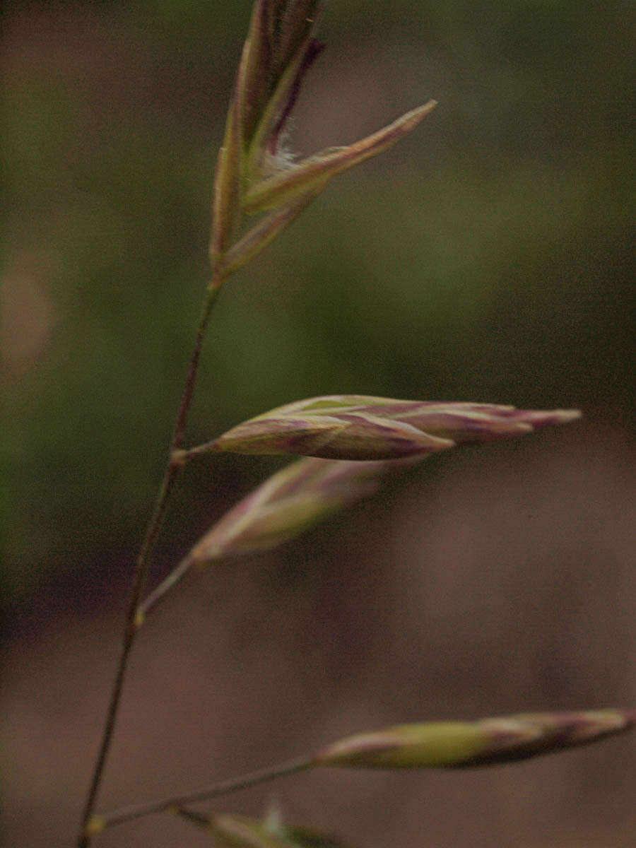 Festuca viridula Vasey resmi