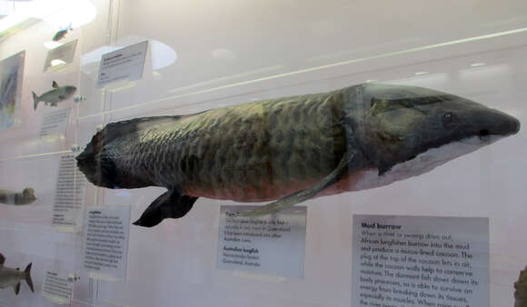 Image of Australian lungfish