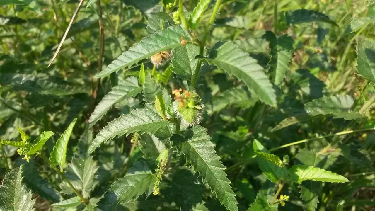 صورة Tragia urticifolia Michx.