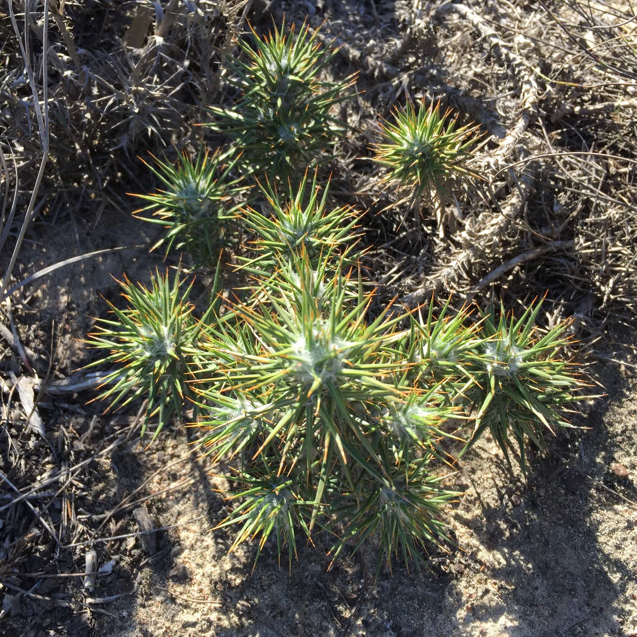 Image of Heterorhachis aculeata (Burm. fil.) Rössl.