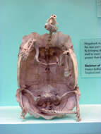 Image of Bell’s hinged tortoise