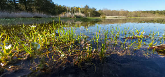 Image of Piedmont Quillwort