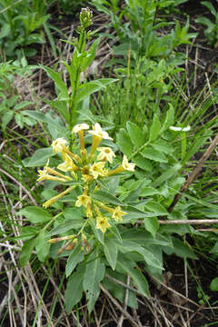 Plancia ëd Cestrum parqui (Lam.) L'Her.