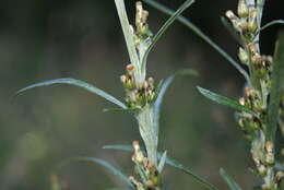 Image of heath cudweed