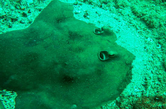 Image of Cortez Electric Ray