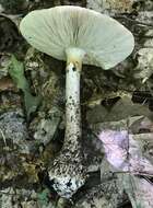 Image of Amanita atkinsoniana Coker 1917