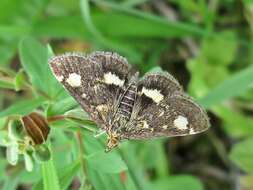 Image of Mint moth