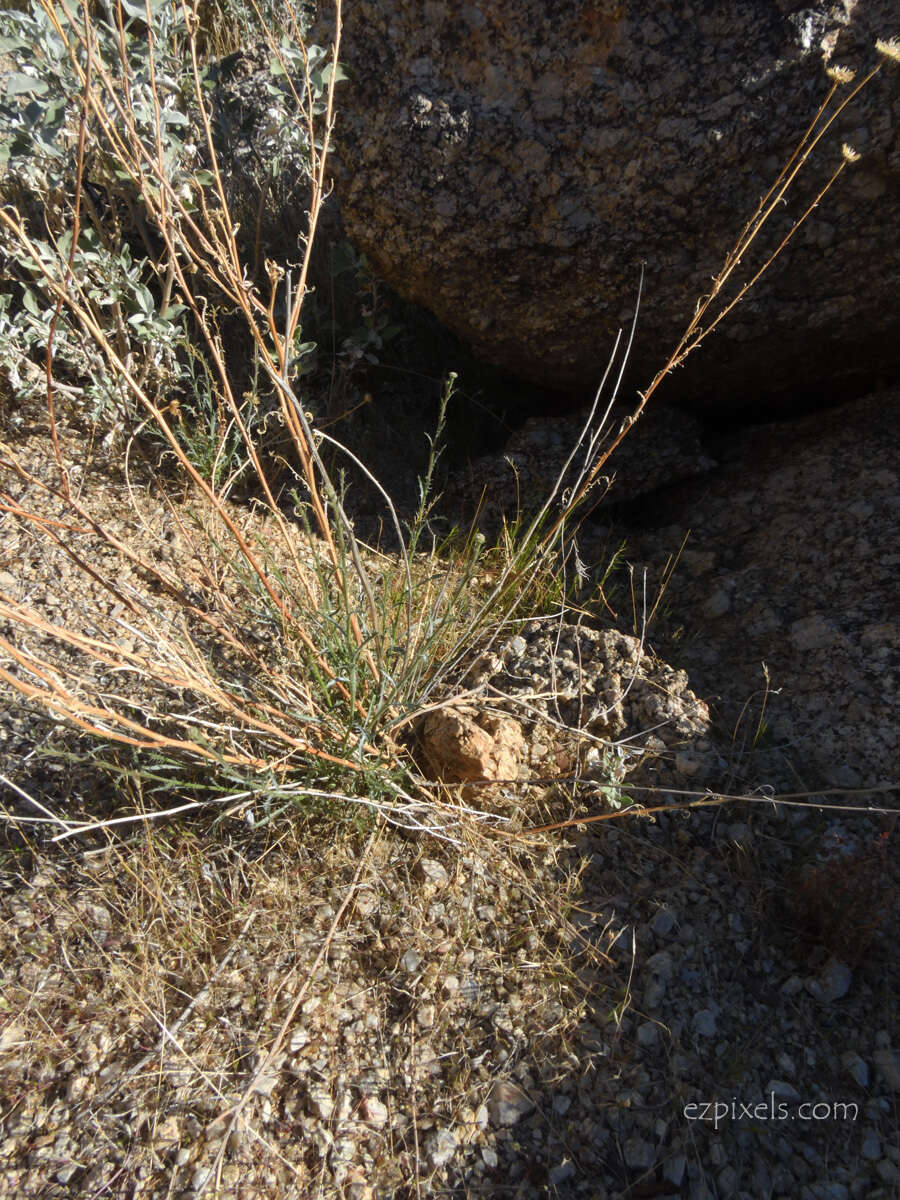 Imagem de Xanthisma spinulosum var. gooddingii (A. Nels.) D. R. Morgan & R. L. Hartman