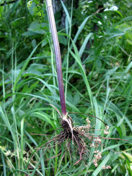 Image of Seseli peucedanoides (Bieb.) Kos.-Pol.