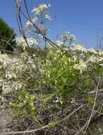 Image of fragrant clematis